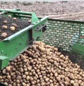 Kartoffeln