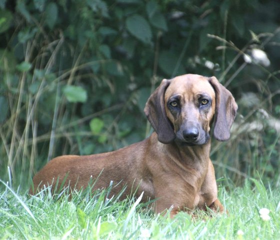 Unsere Ronja freut sich &uuml;ber nette Spielkameraden