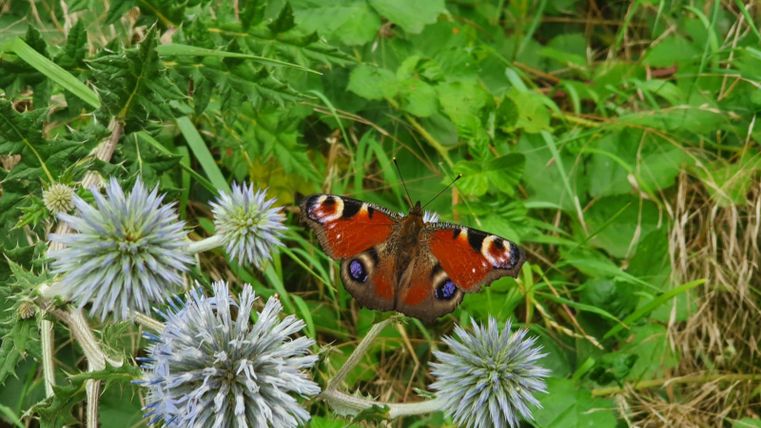Een mooie vlinder zit op paarse bloemen. De omgeving bestaat uit groen gras en verschillende planten.