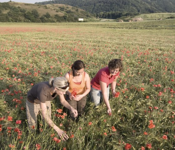 Drei Personen pflücken Blumen auf einem blühenden Mohnfeld im Naturschutzgebiet Nettetal. Im Hintergrund sind Hügel und Wälder zu sehen., © Traumpfade/Kappest