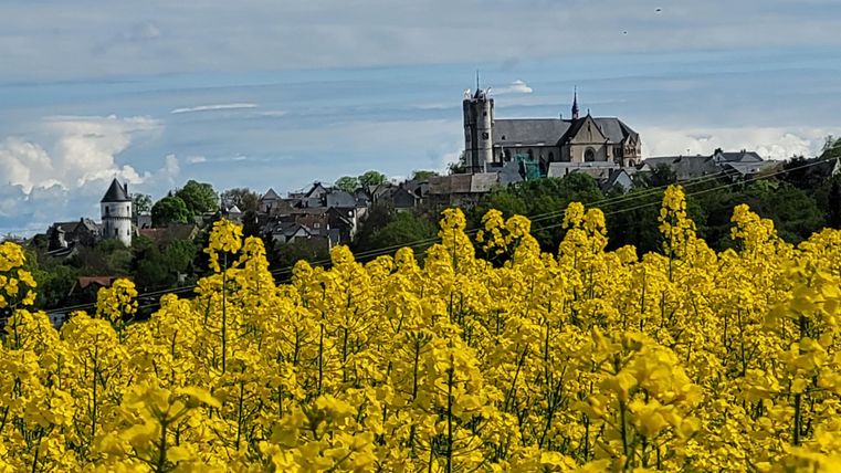 Ein Feld mit leuchtend gelben Rapsblüten im Vordergrund. Im Hintergrund ist eine Altstadt mit einer Kirche und historischen Gebäuden zu sehen.