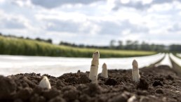 Spargel, © Foto Kroll