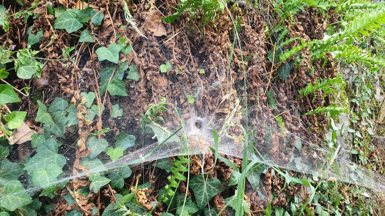 Een groot spinnenweb dat aan een groenblijvende plant is bevestigd. De omgeving bestaat uit verschillende planten en bladeren.