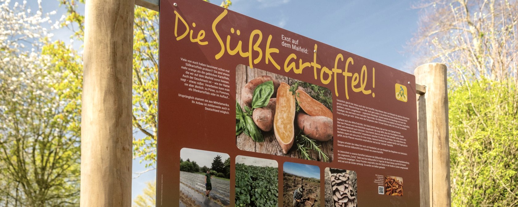 Infotafel Süßkartoffel, © TI Maifeld, Dominik Ketz