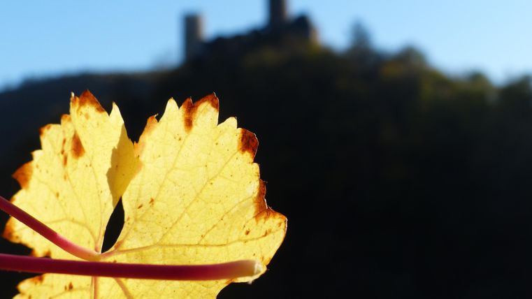 Ein gelbes Blatt im Vordergrund vor einer unscharfen Burg im Hintergrund. Der Himmel ist klar und blau.