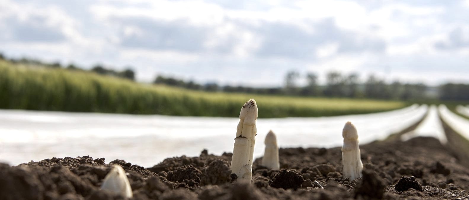 Spargel, &copy; Foto Kroll
