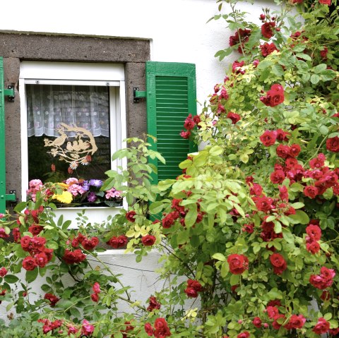 Kletterrosen, &copy; Willi Probstfeld