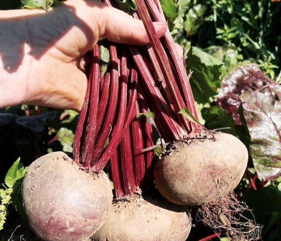rote Beete
