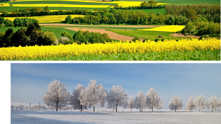 Eine blühende Landschaft mit gelben Rapsfeldern und grünen Hügeln. Unten eine winterliche Szene mit schneebedeckten Feldern und frostigen Bäumen.
