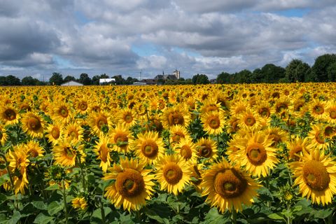 Ein Feld mit Sonnenblumen in voller Blüte auf dem Maifeld.