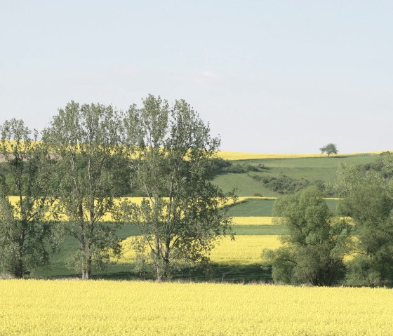 Weite Landschaft mit leuchtend gelben Rapsfeldern, gr&uuml;nen B&auml;umen und H&uuml;geln unter klarem Himmel., &copy; TI Maifeld