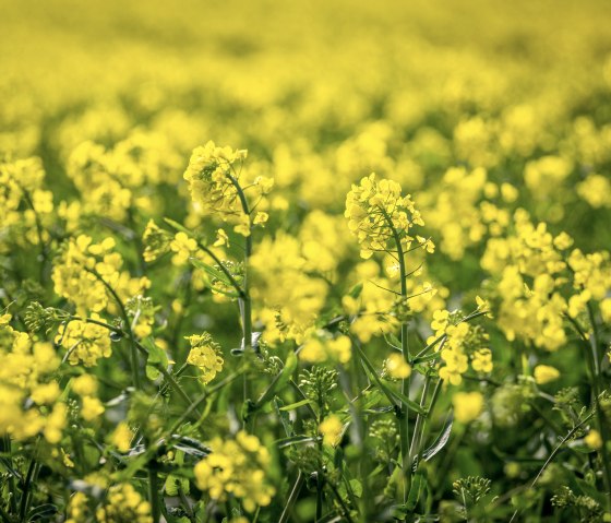 Ein blühendes Rapsfeld mit leuchtend gelben Blüten erstreckt sich bis zum Horizont., © Eifel Tourismus GmbH, Dominik Ketz