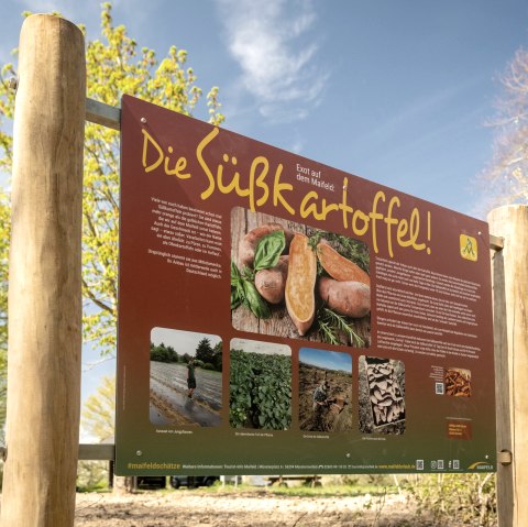 Infotafel Süßkartoffel, © TI Maifeld, Dominik Ketz