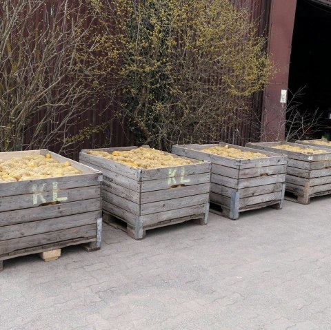 Kartoffeln auf dem Kartoffelhof Landvogt, © Regionalmarke Eifel