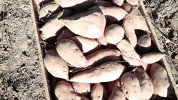 S&uuml;&szlig;kartoffel