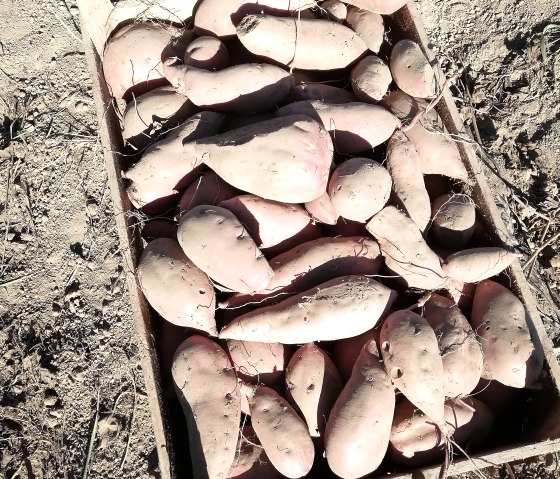 S&uuml;&szlig;kartoffel