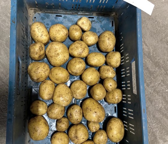 harvested