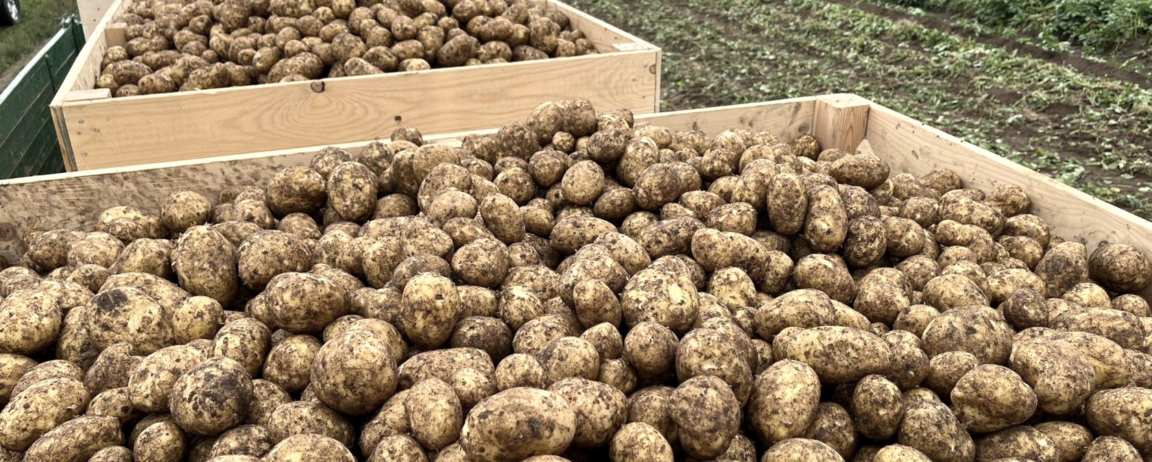 Potato