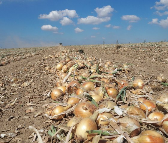 Zwiebeln, &copy; Hofladen Adams