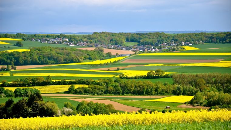 Ein Blick auf den Maifeldort Kalt im Frühjahr, umgeben von blühenden Rapsfeldern.
