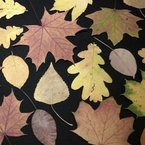 Herbst