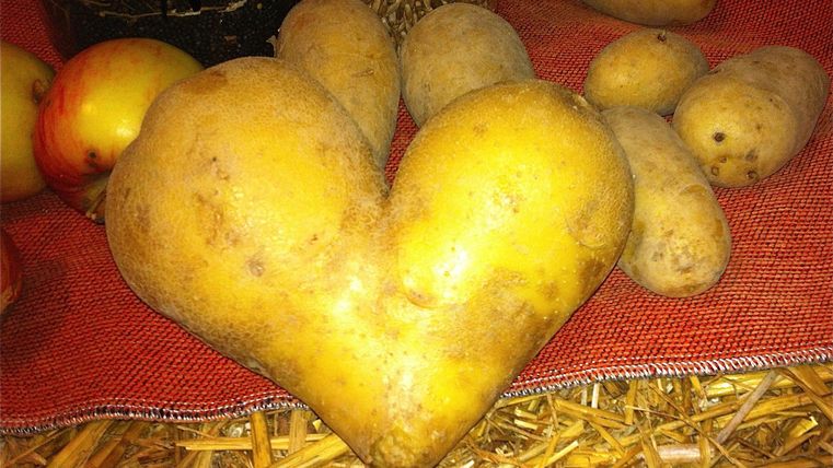Eine Kartoffel in Herzform liegt auf einem roten Untergrund. Drumherum sind weitere Kartoffeln und einige Äpfel zu sehen.