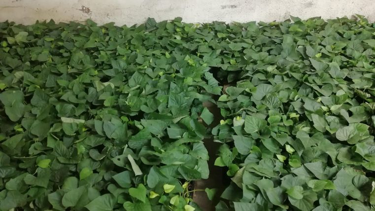 A large area with lush, green vegetables. The plants are healthy and growing close together.