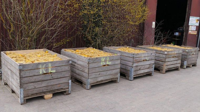 Fünf Holzkisten mit gelben Früchten stehen neben einem großen Gebäude. Im Hintergrund sind Sträucher zu sehen.