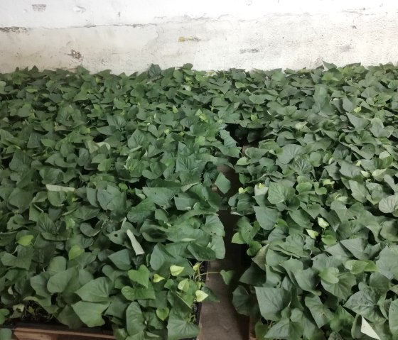 S&uuml;&szlig;kartoffeln, &copy; Familie Geisen