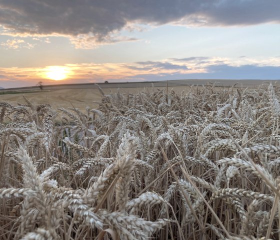 Weizen, © Tourist-Info Maifeld