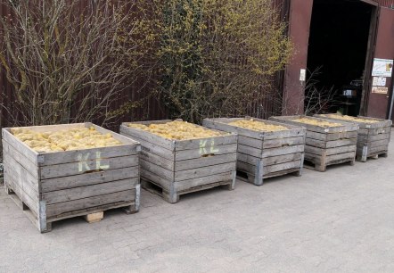 Kartoffeln auf dem Kartoffelhof Landvogt, © Regionalmarke Eifel