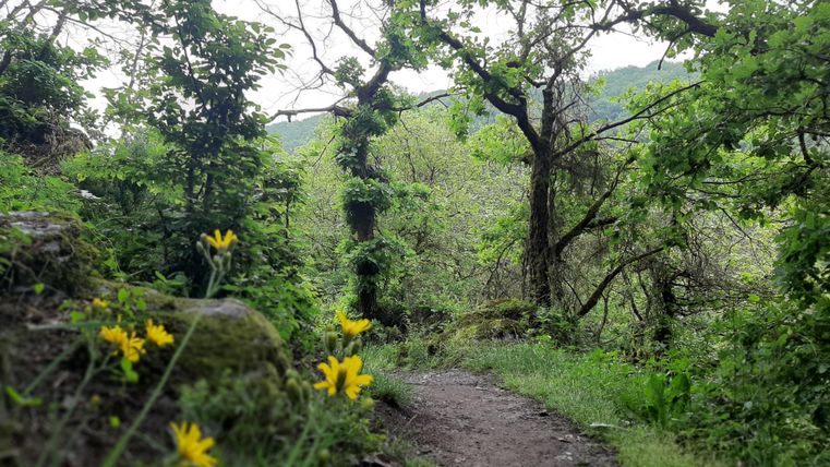 Ein malerischer Waldweg, umgeben von üppigem Grün und Bäumen. Am Rand blühen gelbe Blumen.