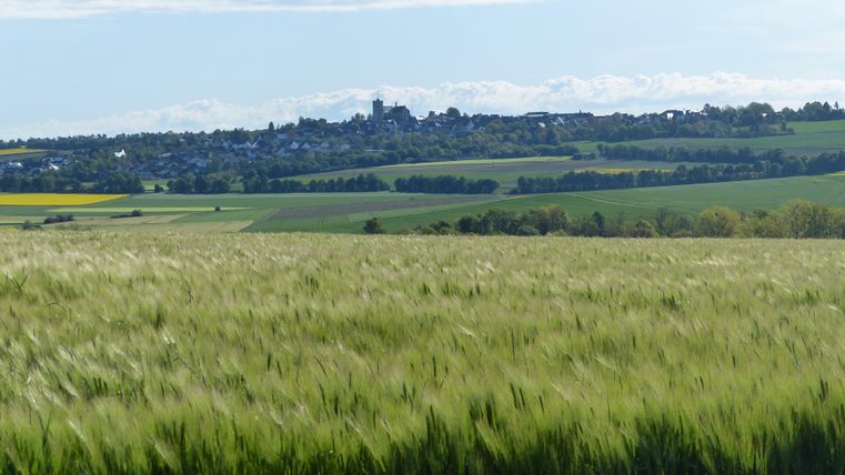 Ein weitläufiges Weizenfeld mit sanften Hügeln im Hintergrund. Der Himmel ist klar und die Landschaft ist grün und idyllisch.