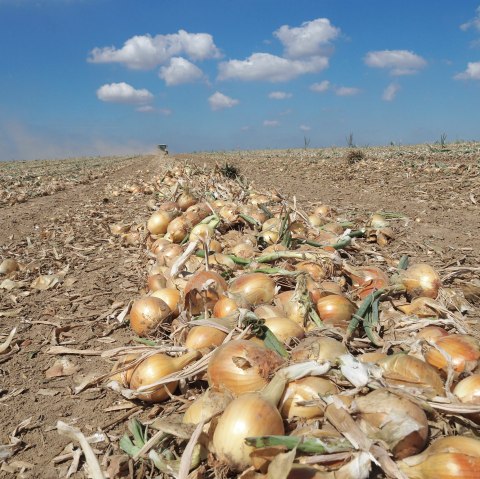 Zwiebeln, &copy; Hofladen Adams