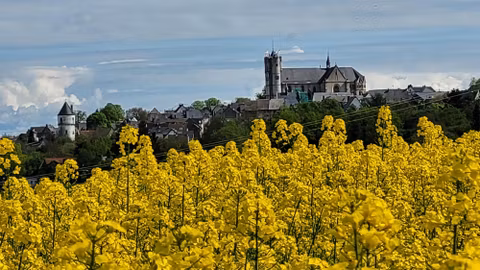 Ein blühendes Rapsfeld mit leuchtend gelben Blumen im Vordergrund. Im Hintergrund sieht man eine Kirche und historische Gebäude vor einem wolkigen Himmel.