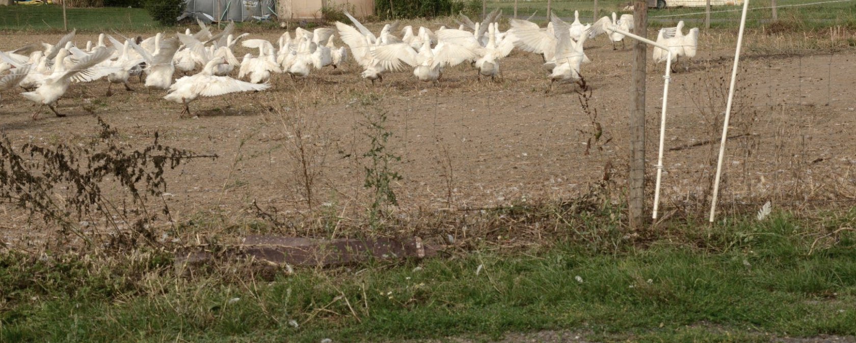 Gänse