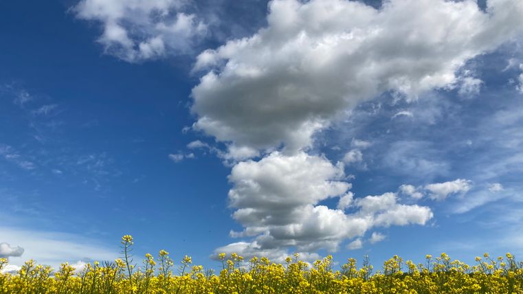 Ein blühendes Rapsfeld, darüber ein blau-weißer Himmel.