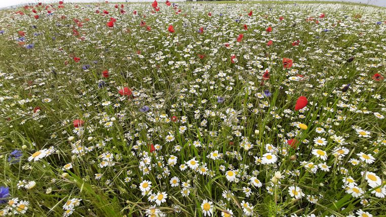 Ein buntes Blumenfeld mit weißen, roten und blauen Blumen. Der Himmel ist leicht bewölkt und die Landschaft wirkt lebendig.