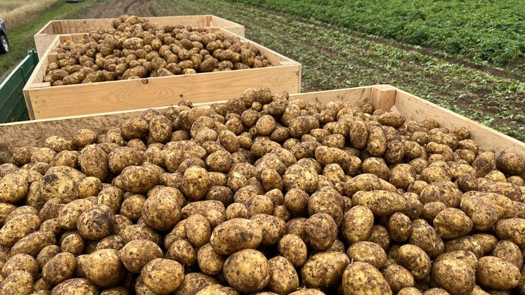 Hänger mit frisch geernteten Maifeld Kartoffeln
